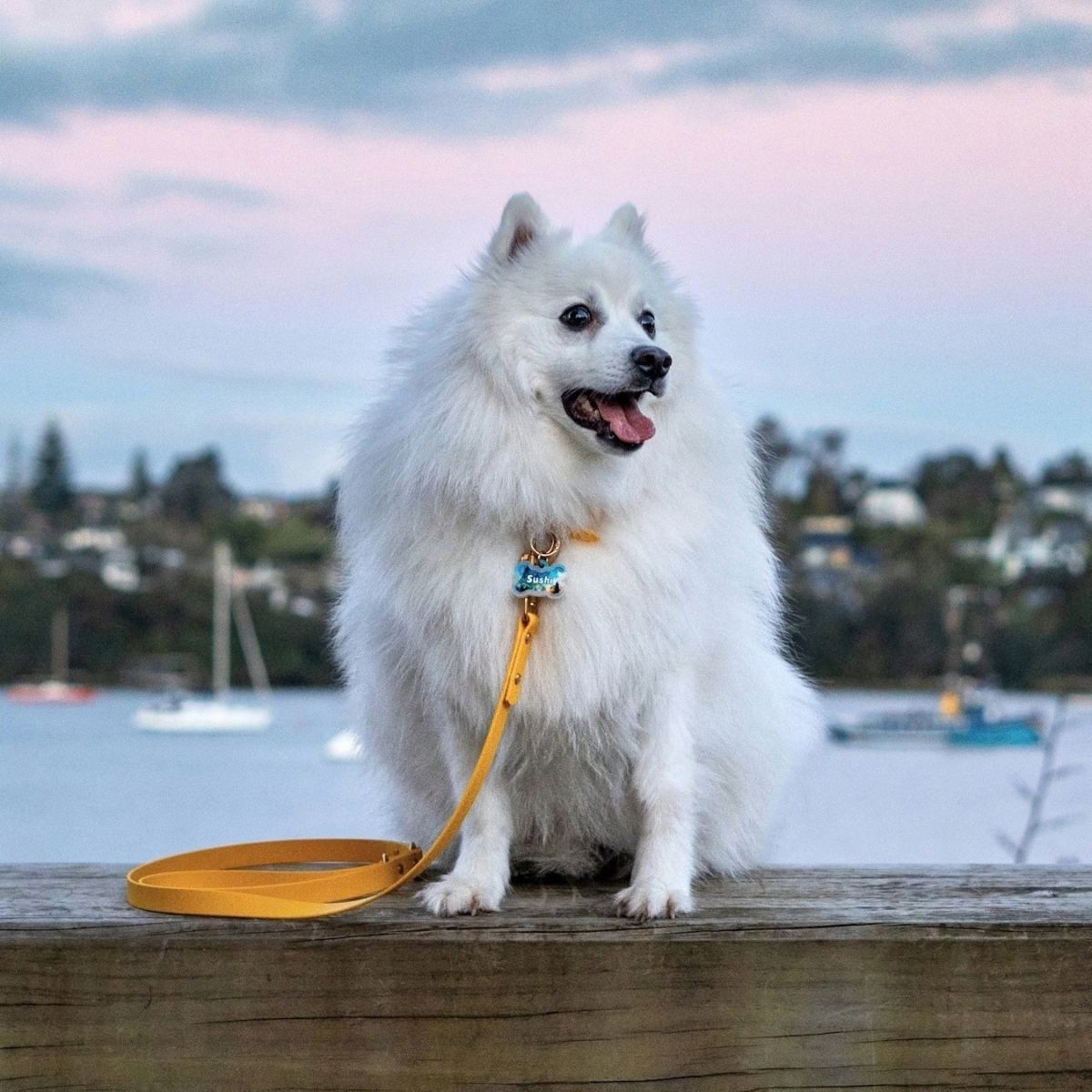 Sushi wearing a yellow dog leash.