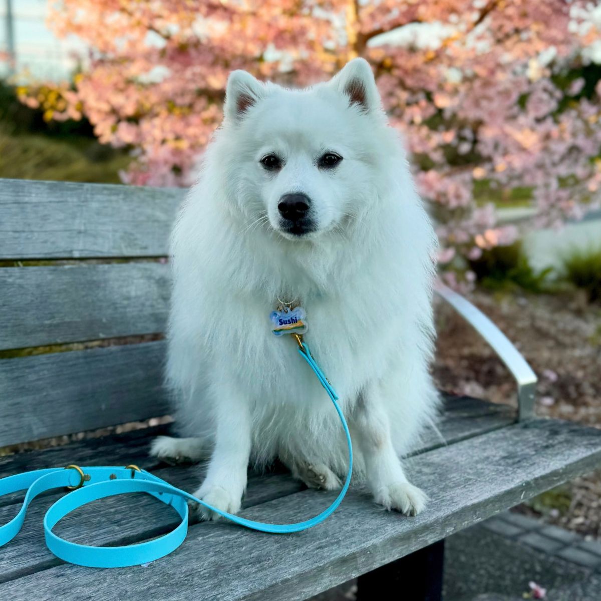 Beach Pet ID Tag