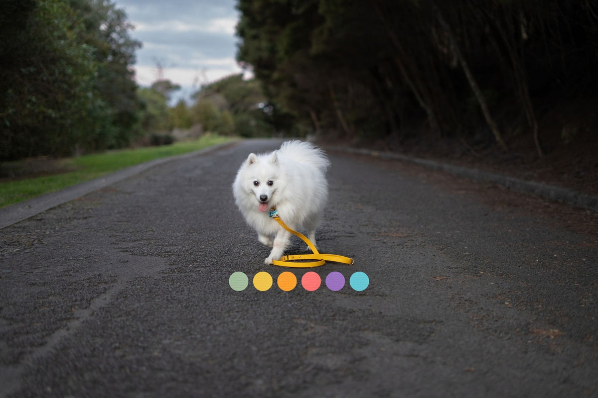 Fluffly dog wearing a sunflower leash (yellow).
